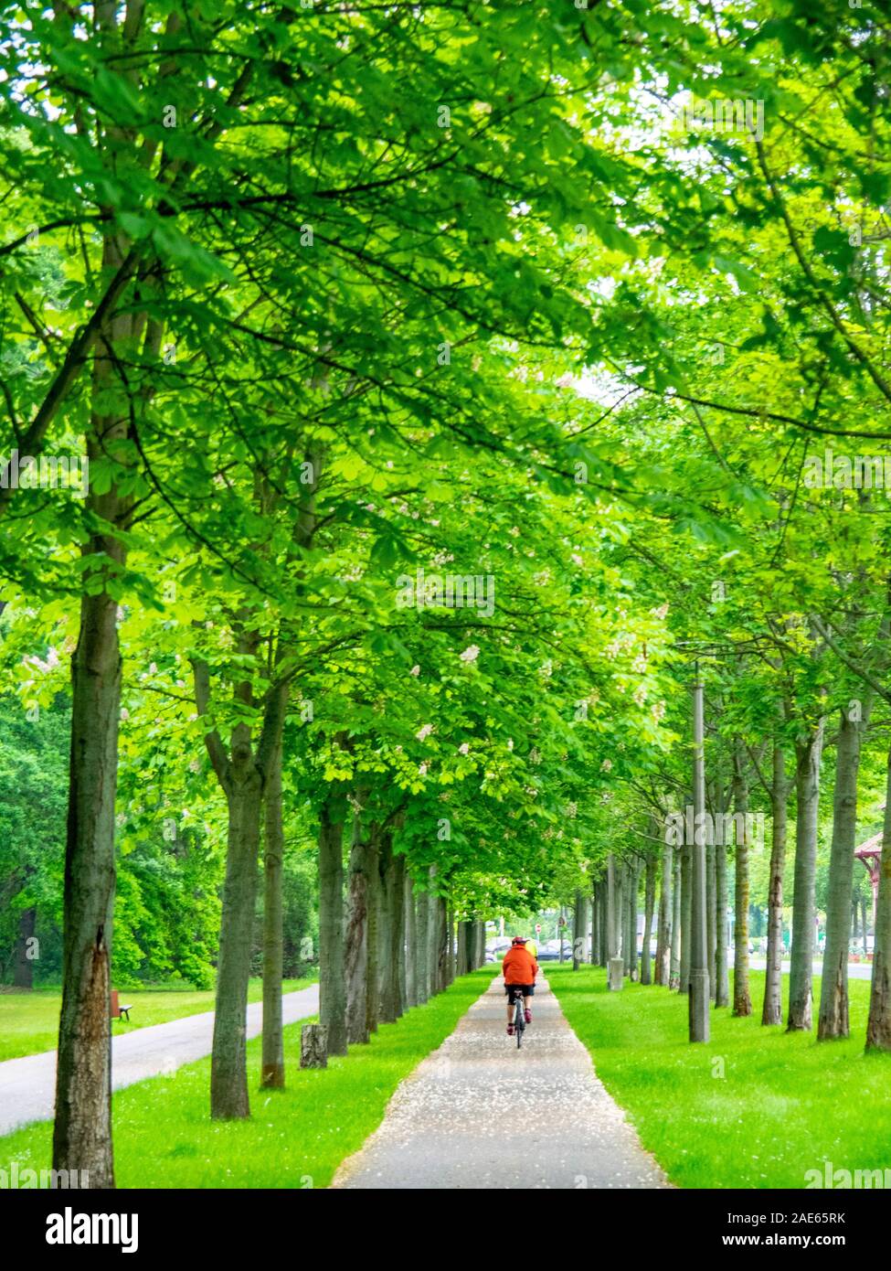 Ciclismo de turismo montar en bicicleta por la ruta Elbe Cycle Route en Elbauenpark Magdeburg Sajonia-Anhalt Alemania Foto de stock