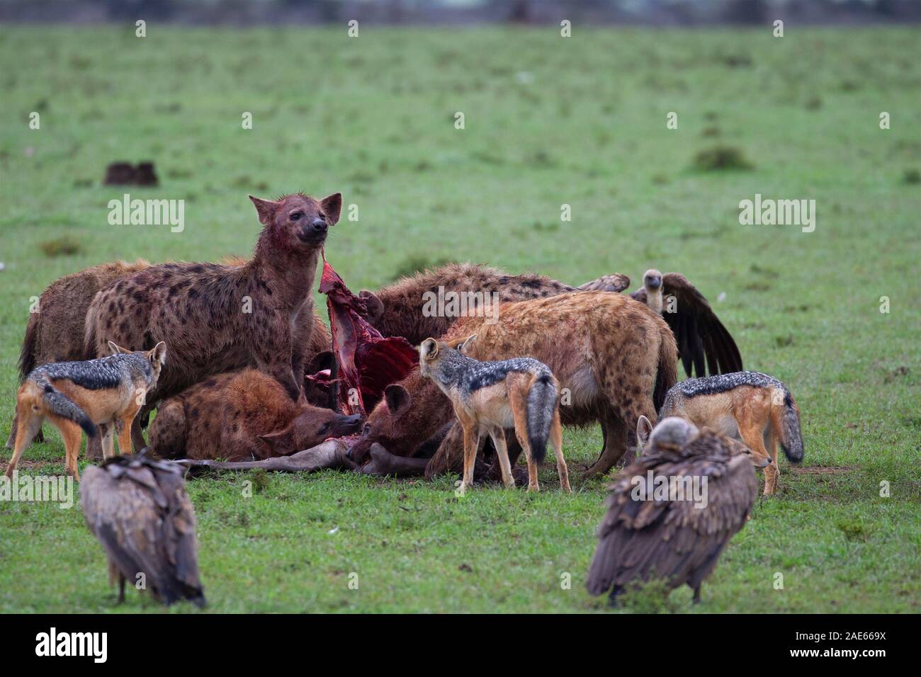 Hienas manchadas y chacales en un cadáver ñus mientras los buitres esperan su turno Foto de stock