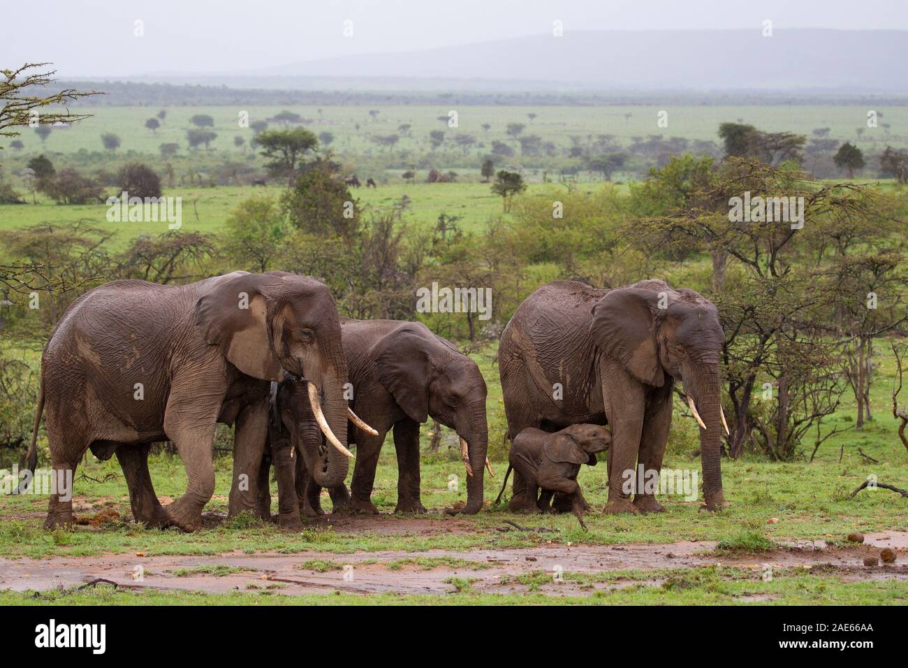Una manada de elefantes africanos de pastoreo, justo después de una ligera llovizna Foto de stock