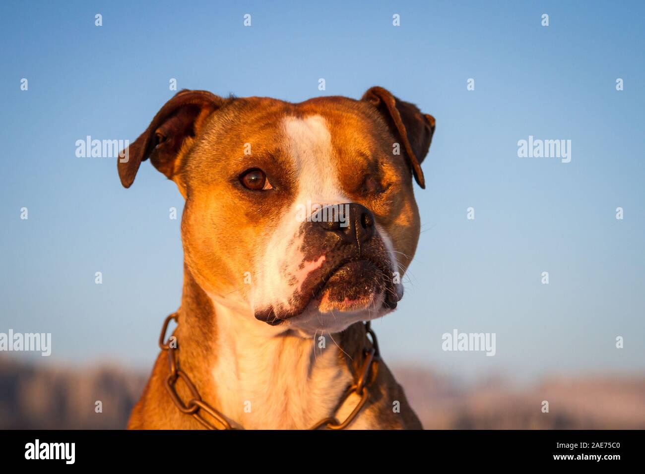Retrato de un handicap, un perro tuerto American Pit Bull Terrier en el sol de la mañana Foto de stock