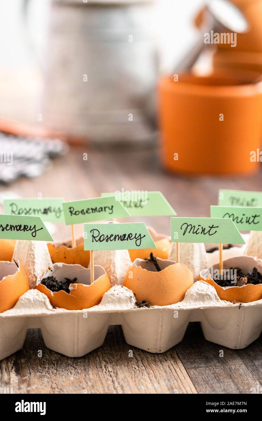 Siembra las semillas en las cáscaras de los huevos y el etiquetado con etiquetas de plantas pequeñas. Foto de stock