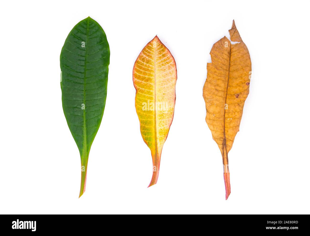 Tres hojas verde amarillo y marrón seco, las hojas de otoño aislado sobre fondo blanco. Foto de stock