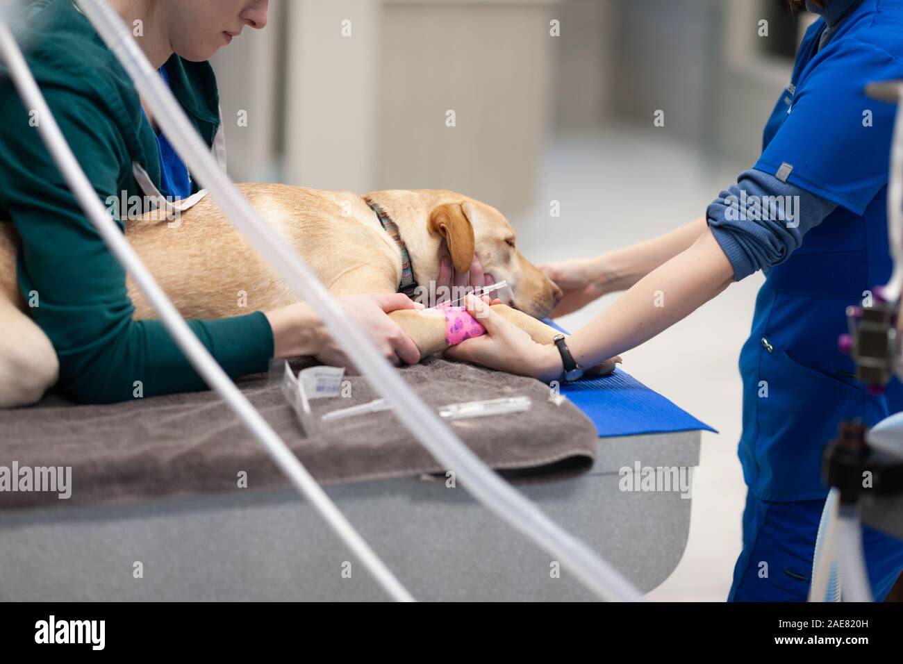 Técnicos veterinarios preparan caninos para la cirugía. Ellos también utilizan el tiempo cuando el perro está dormido para encajar sus uñas la convergencia. Foto de stock