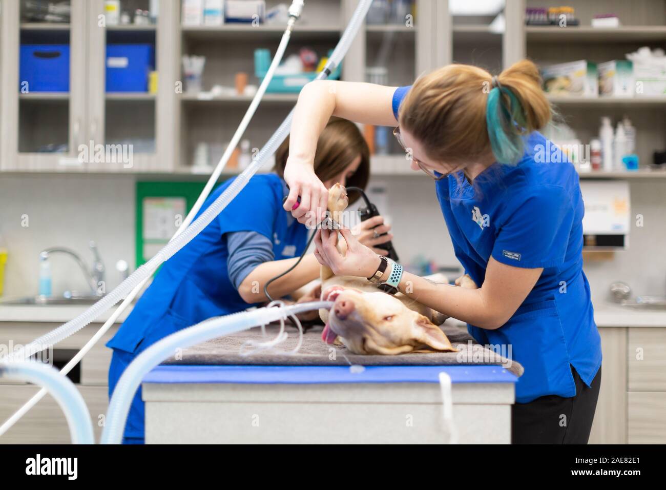 Técnicos veterinarios preparan caninos para la cirugía. Ellos también utilizan el tiempo cuando el perro está dormido para encajar sus uñas la convergencia. Foto de stock