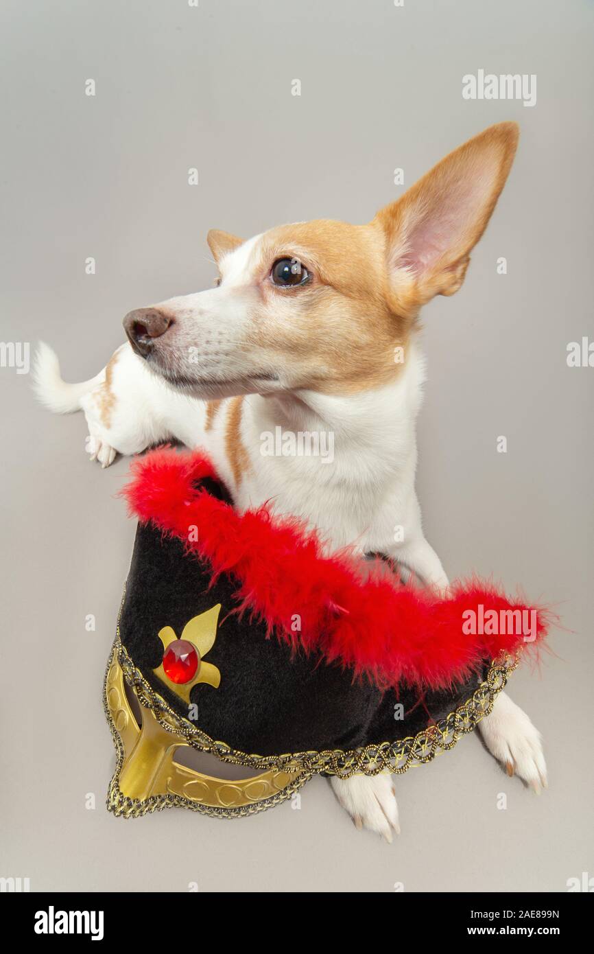 Jack Russell terrier perro con la máscara de carnaval sobre fondo gris luce  aparte Fotografía de stock - Alamy