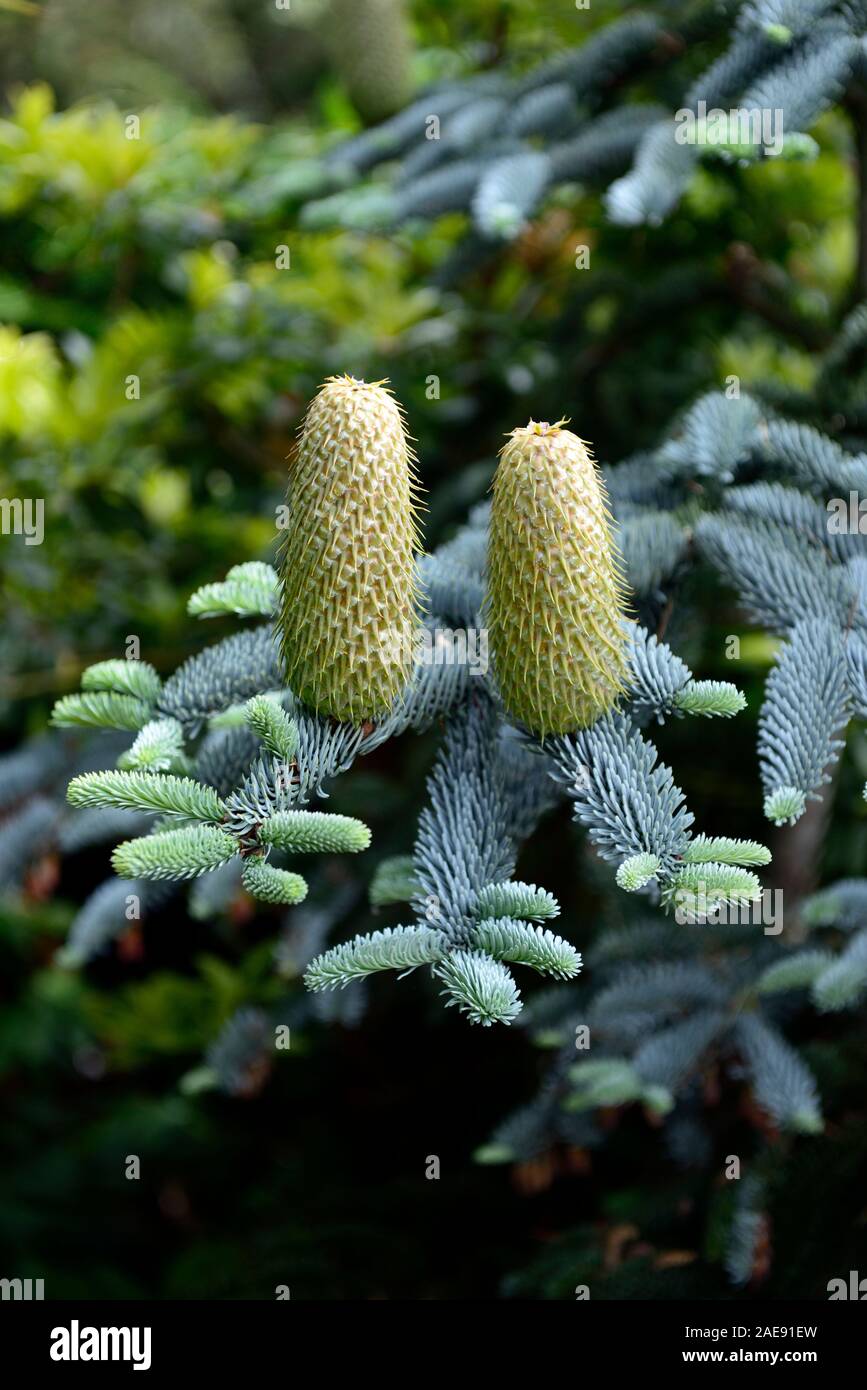 Abies koreana,fir coreano,Azul Gris verde follaje,coníferas,nuevo crecimiento,conos nuevos,desarrollo,desarrollar,atractivo,evergreen evergreens,coníferas,RM Floral Foto de stock