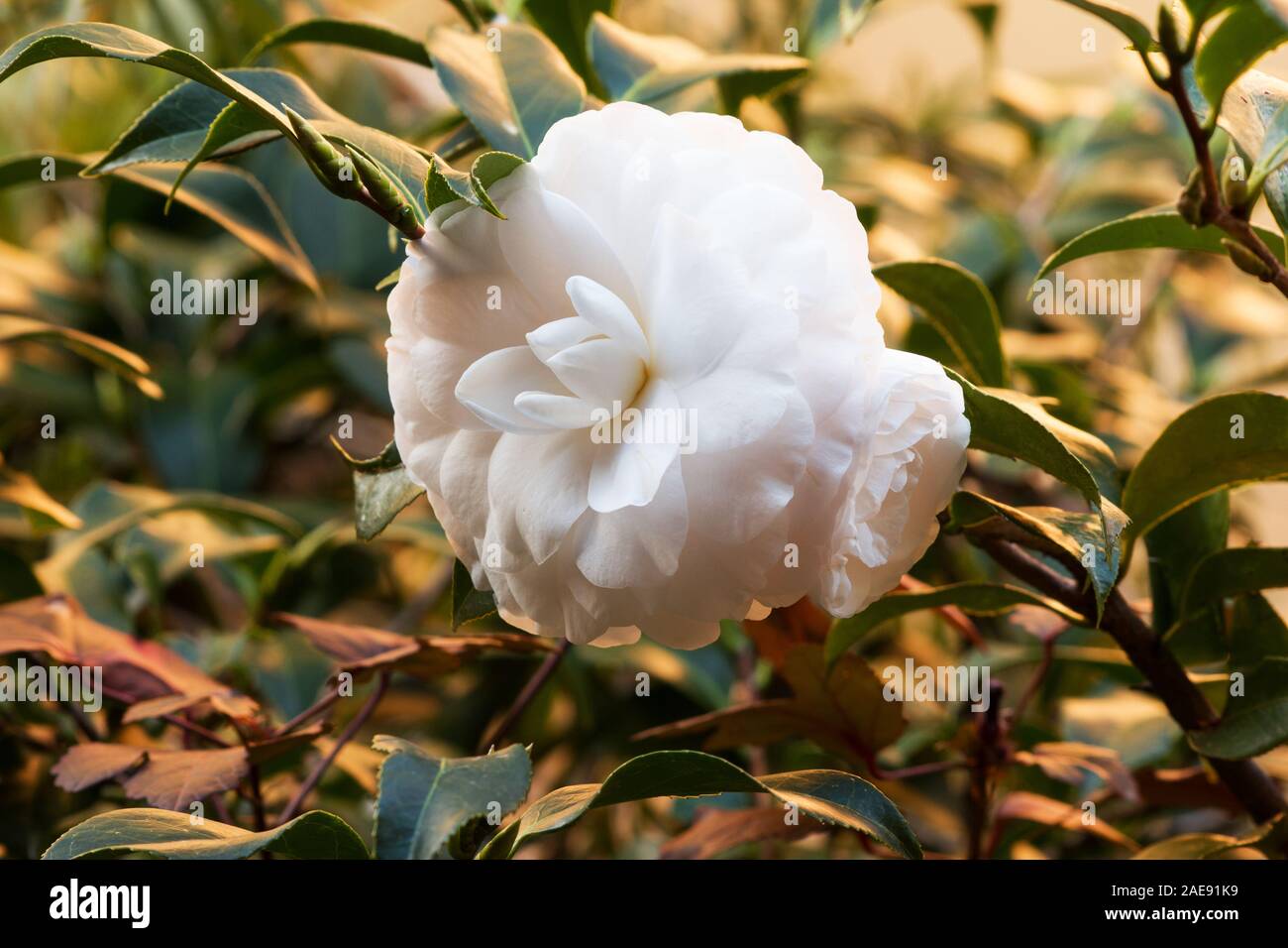 Planta de camelia en flor Fotografía de stock - Alamy