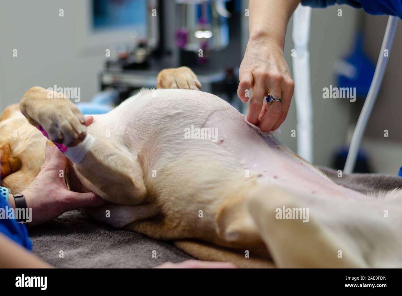 Labrador retriever amarillo vientre rasurados para pre cirugía spay preparativos Foto de stock