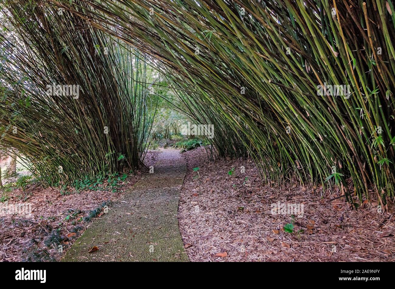 Tuberías de bambú de madera gigante un trazado en Bellingrath Gardens, 24 de febrero de 2018, en San Teodoro, Alabama. Bambú de madera gigante es popular en los Estados Unidos. Foto de stock