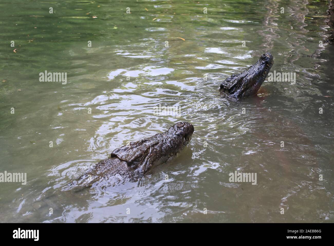 Los cocodrilos de agua salada (Crocodylus porosus) en busca de alimentos Foto de stock