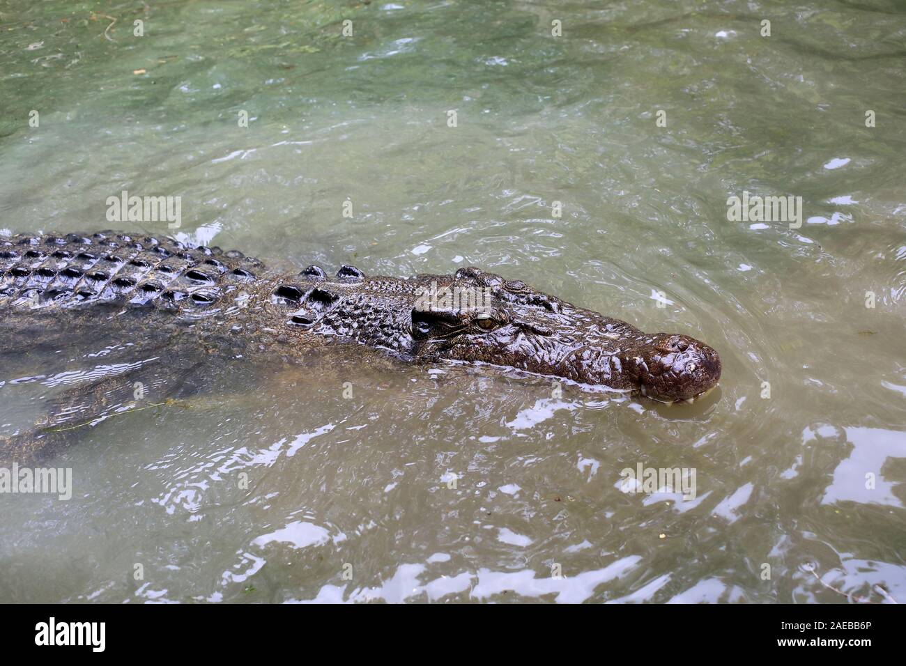 El cocodrilo de agua salada (Crocodylus porosus) nadando en el agua Foto de stock