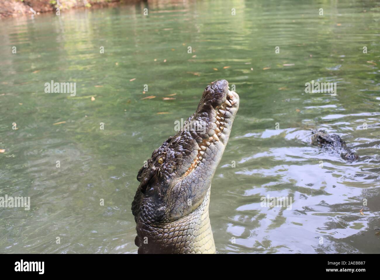 Los cocodrilos de agua salada (Crocodylus porosus) en busca de alimentos Foto de stock