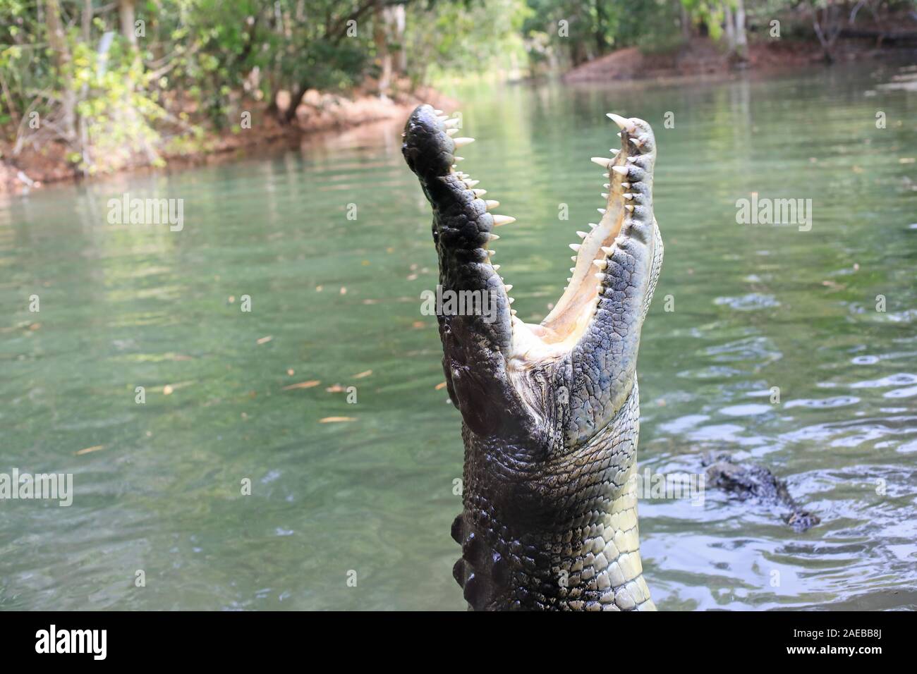 El cocodrilo de agua salada (Crocodylus porosus) con open jaw Foto de stock