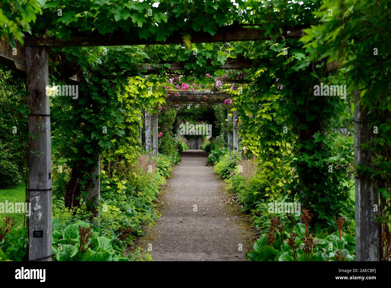 Rose pergolas fotografías e imágenes de alta resolución - Alamy