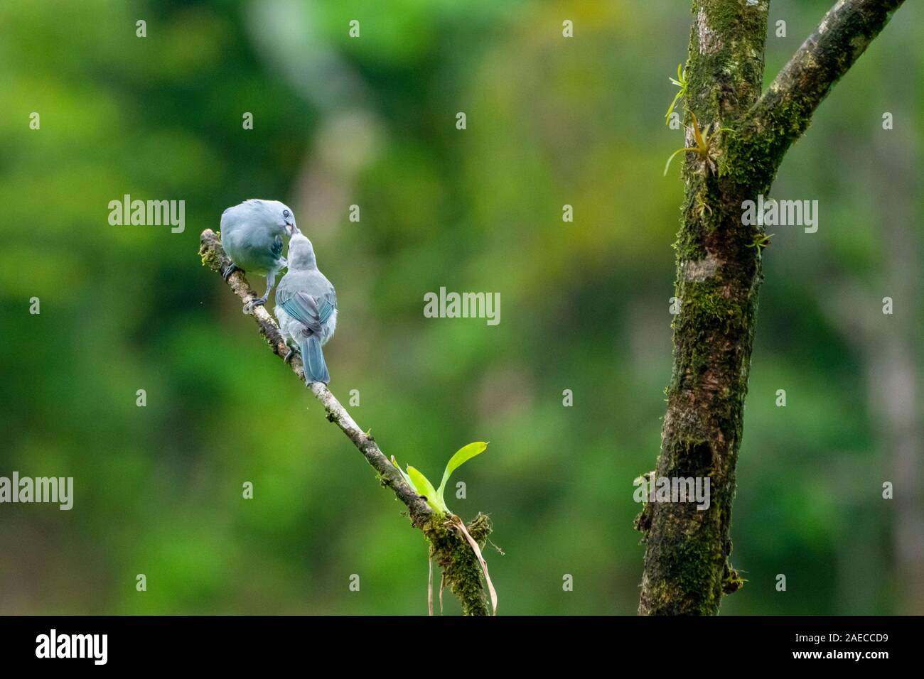 El Tanager azul-gris (Thraupis episcopus) es una mediana de Songbird Sudamericana de la familia de tangaras, Thraupidae. Fotografiado en Costa Rica Foto de stock