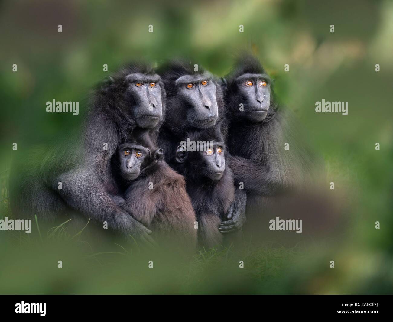 El macaco crestado de Célebes Macaca nigra, también conocido como el negro con cresta, macaco macaco crestado de Célebes, o el mono negro Foto de stock