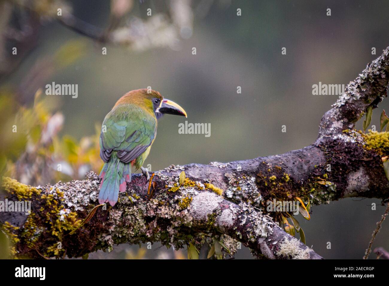 Esmeralda toucanet, Aulacorhynchus prasinus. Aves De Costa Rica. San Gerardo De Dota. Foto de stock
