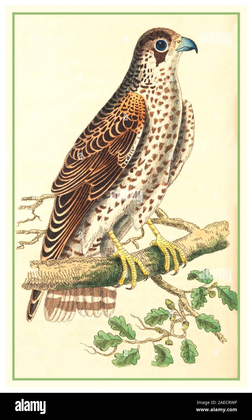 Vintage 1900 Litografía Halcón Peregrino ave de rapiña encontrados en todos los continentes, excepto la Antártida. Foto de stock