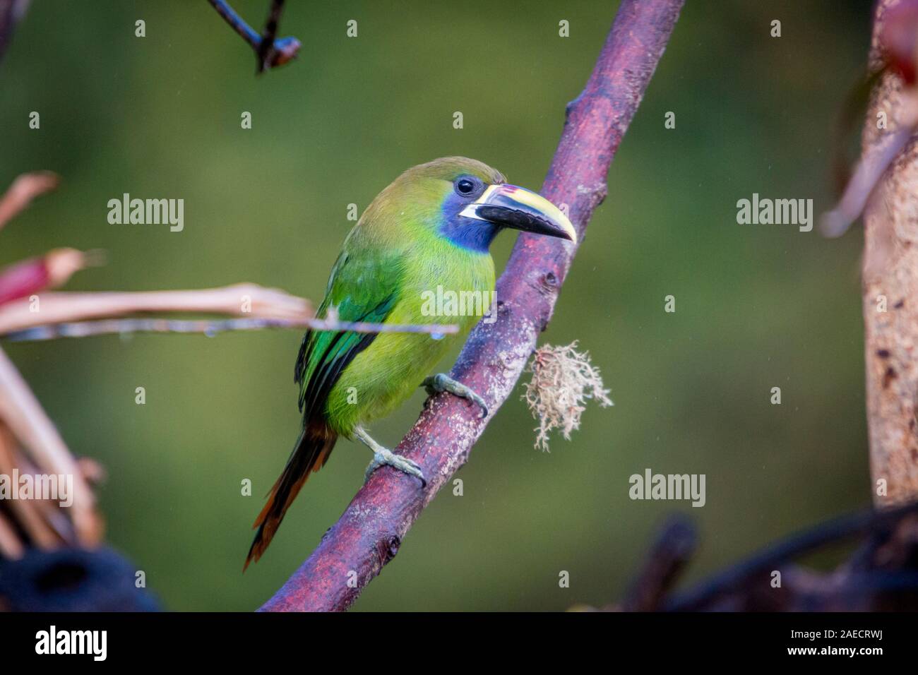 Esmeralda toucanet, Aulacorhynchus prasinus. Aves De Costa Rica. San Gerardo De Dota. Foto de stock