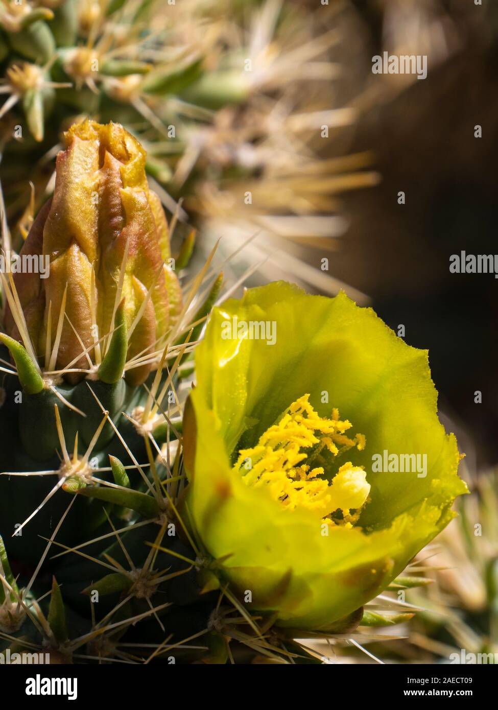 Golden cholla flor, Padre Canyon Trail, Snow Canyon Parque Stte, Saint George, Utah. Foto de stock