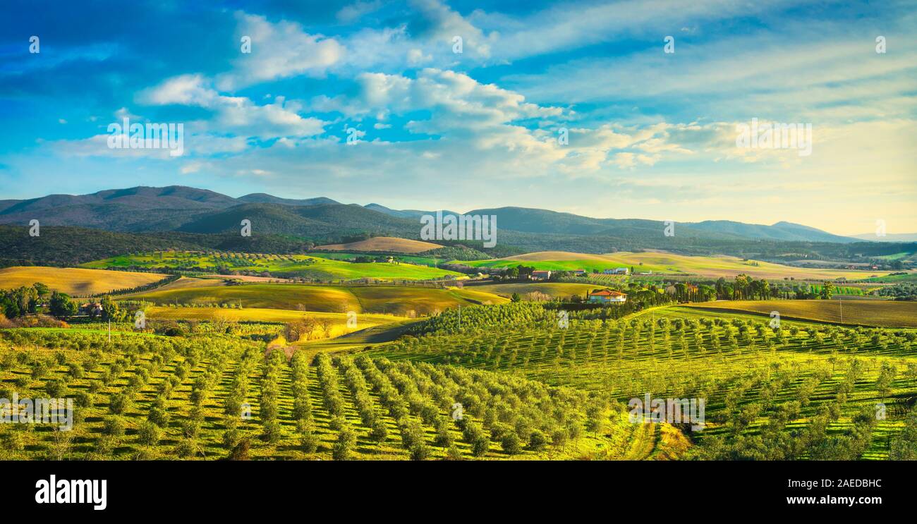 Vista panorámica de la campiña de Maremma, olivos, colinas y campos verdes en Sunset. El mar en el horizonte. Casale Marittimo, Pisa, Toscana Italia E Foto de stock