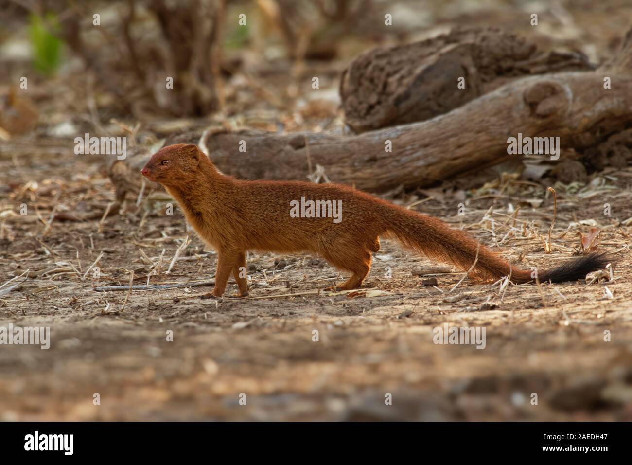 La Mangosta esbelta Galerella sanguinea, también conocido como el de