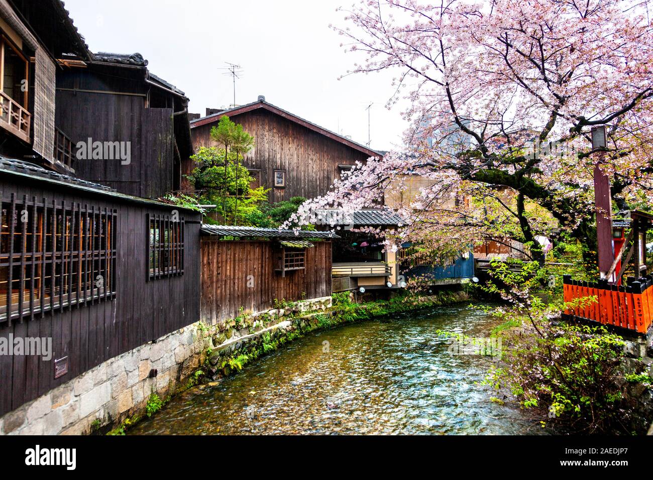 Cerezo florece sobre un canal que atraviesa el distrito de Gion en Kioto, Japón Foto de stock