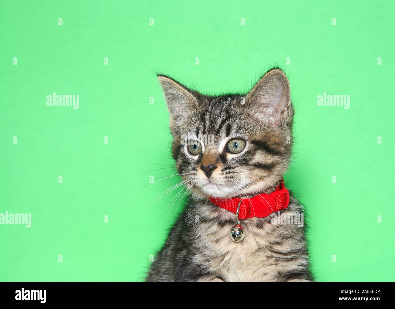 Retrato de un adorable pequeño gatito atigrado gris y negro llevaba un  collar de color rojo brillante con bell mirando a los espectadores a la  izquierda. Fondo verde con copia spa Fotografía