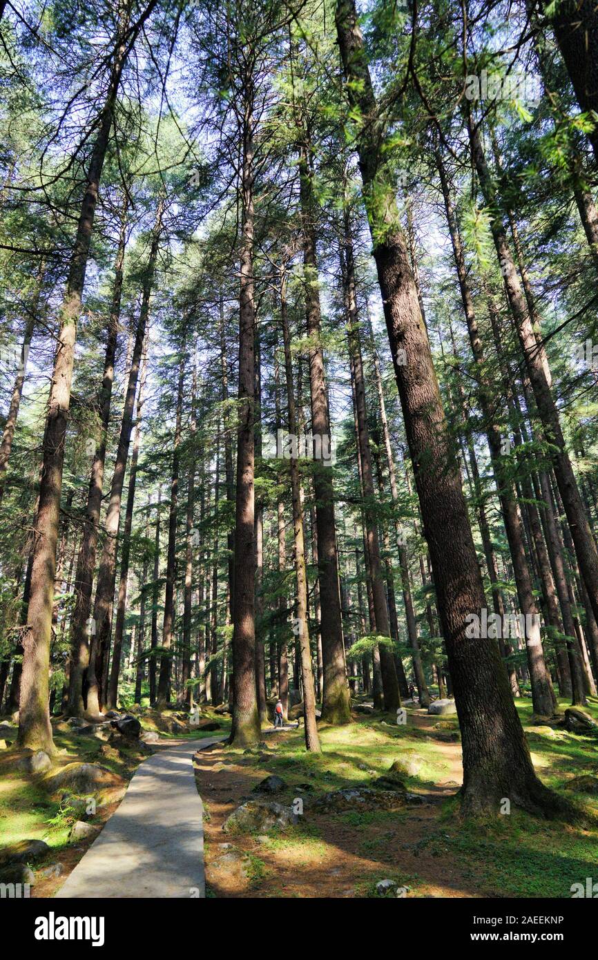 Bosques de deodar fotografías e imágenes de alta resolución Alamy