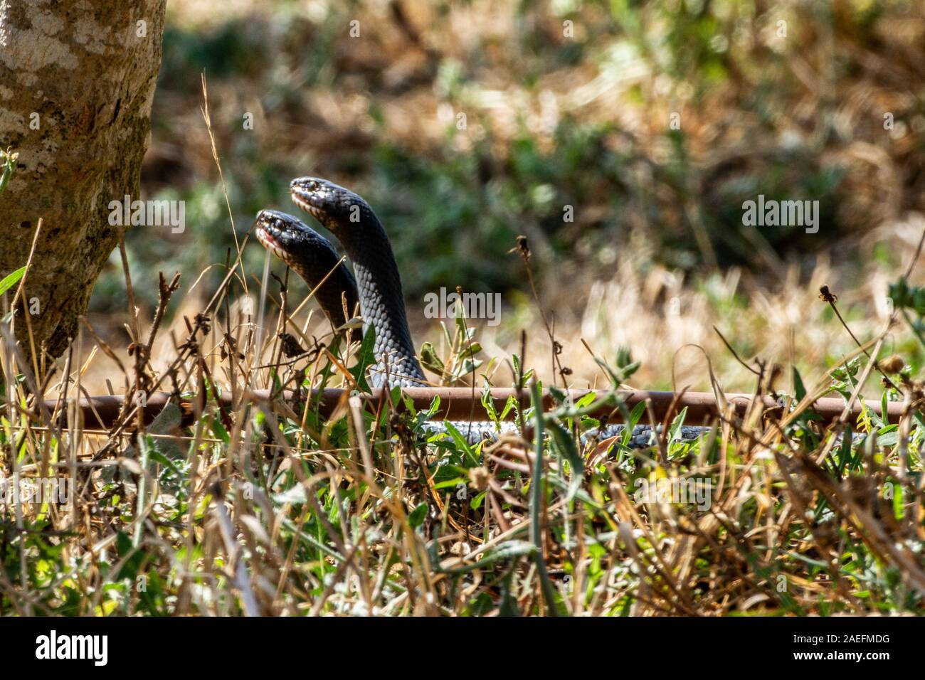 Dolichophis jugularis, el negro whipsnake, es una especie de serpiente de la familia colubridae. Subespecie Dolichophis jugularis asianus fotografiado en I Foto de stock