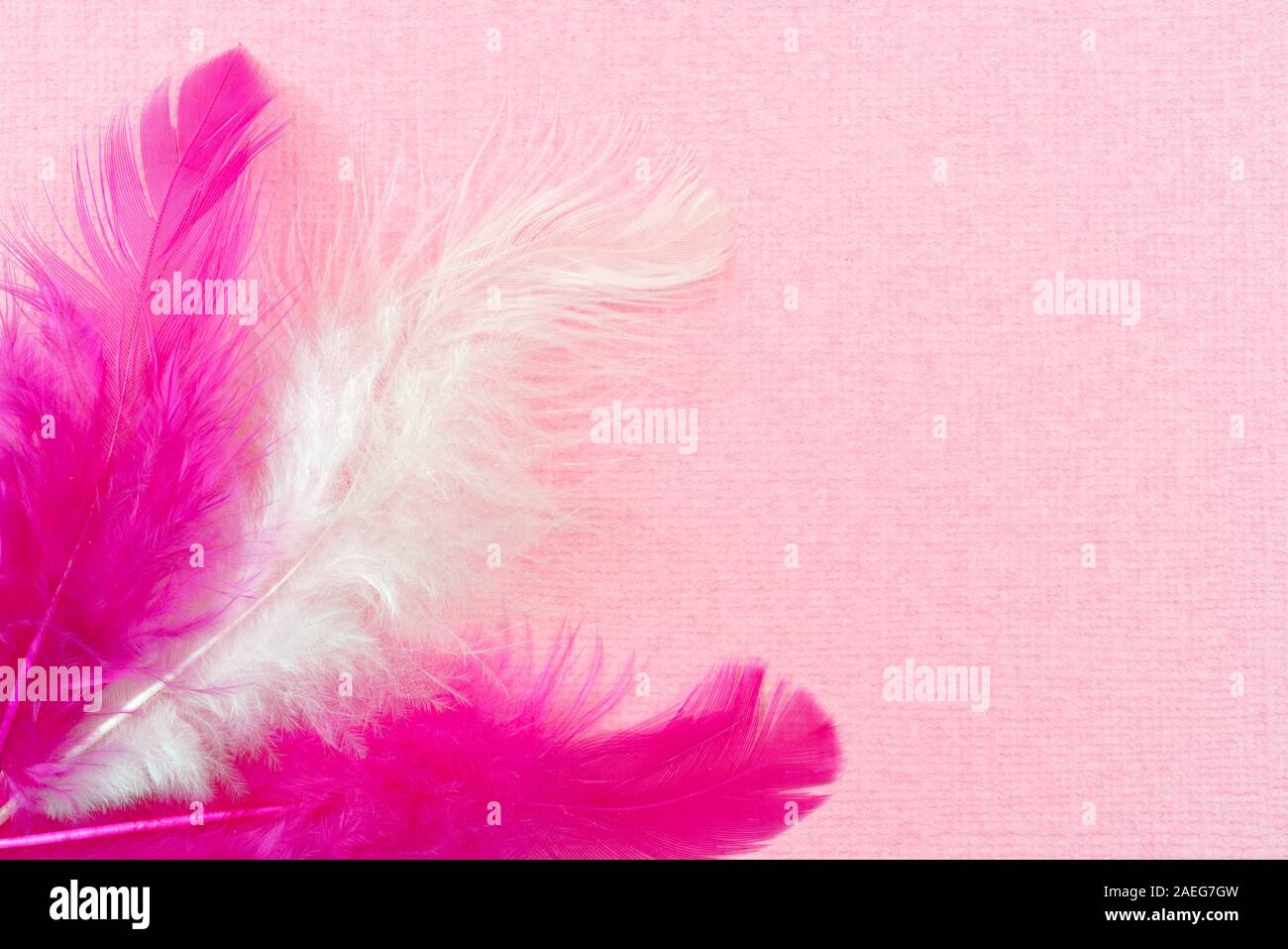 Plumas de pájaro blanco y rosa sobre un fondo de color rosa abstracta.  Vacaciones tarjeta de felicitación el día de San Valentín Fotografía de  stock - Alamy