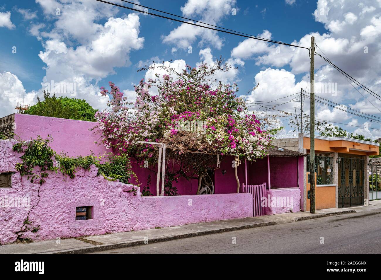 Pintadas edificio rosa con buganvillas arbusto creciendo fuera en Valladolid, Yucatán, México. Foto de stock