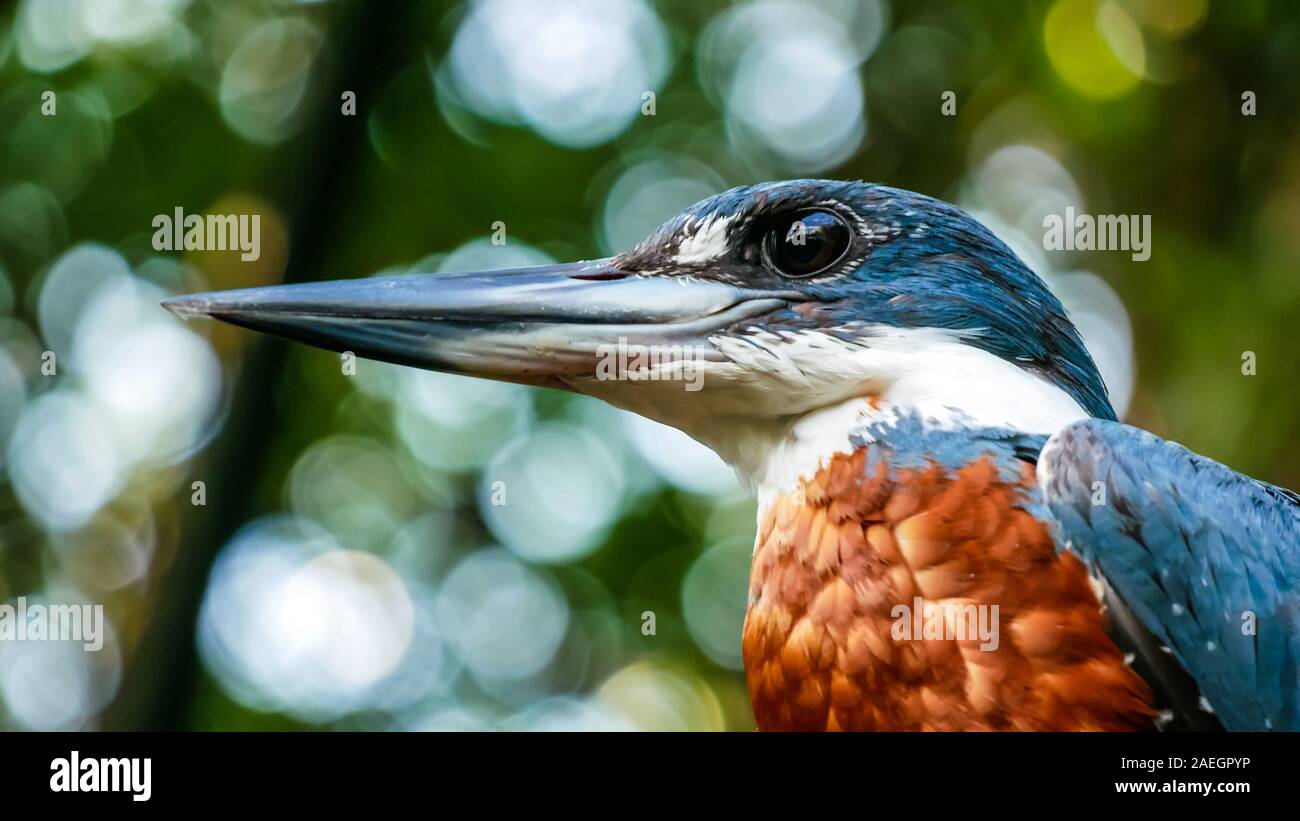 Acercamiento de un macho anillado Kingfisher (Megaceryle torquata) con hermoso verde bokeh de fondo. Foto de stock