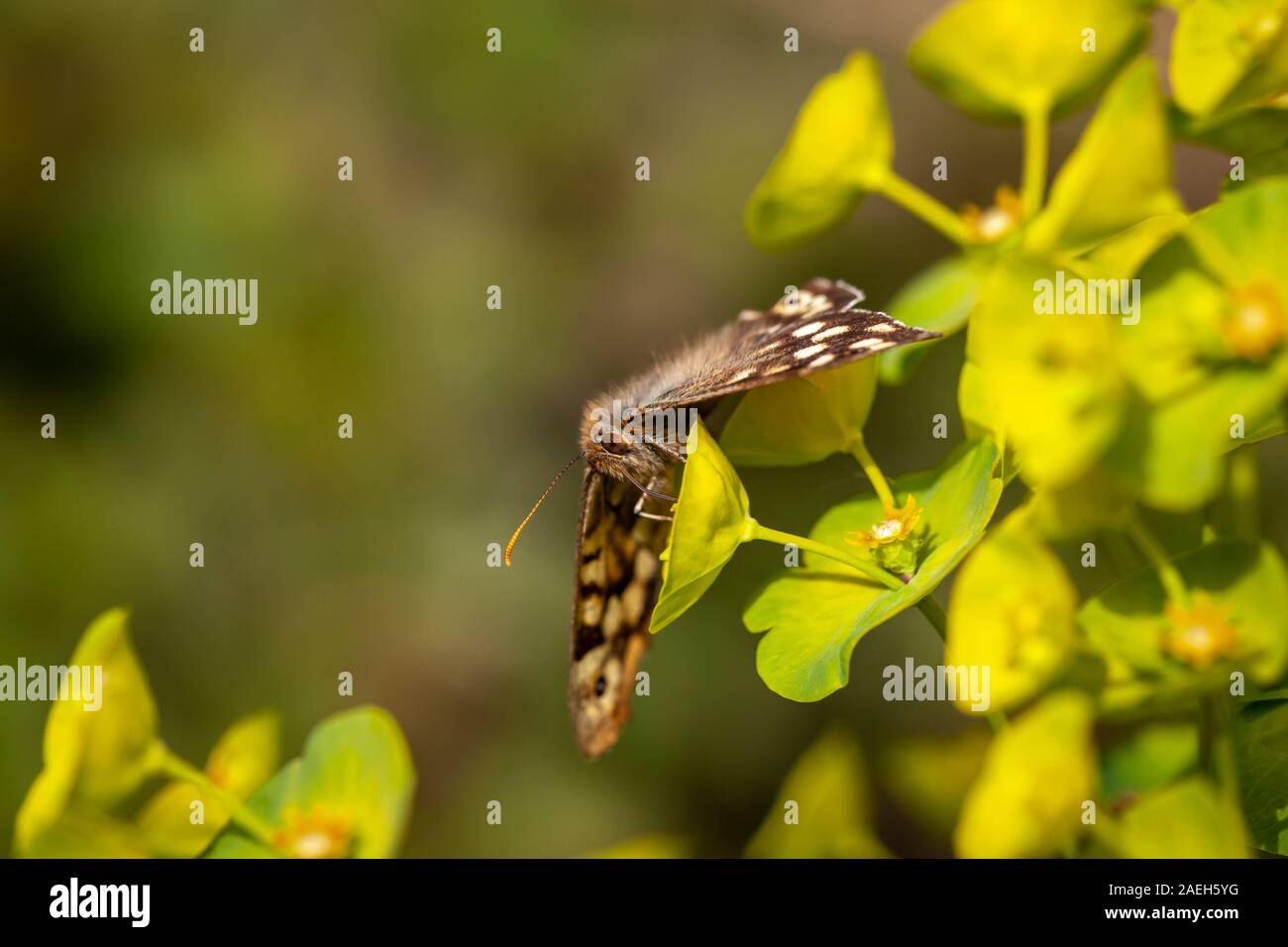 Macro Fotografía de un moteado mariposa (Pararge aegeria Madera) alimentándose de madera expurgo flores en New Forest con fondo borroso Foto de stock