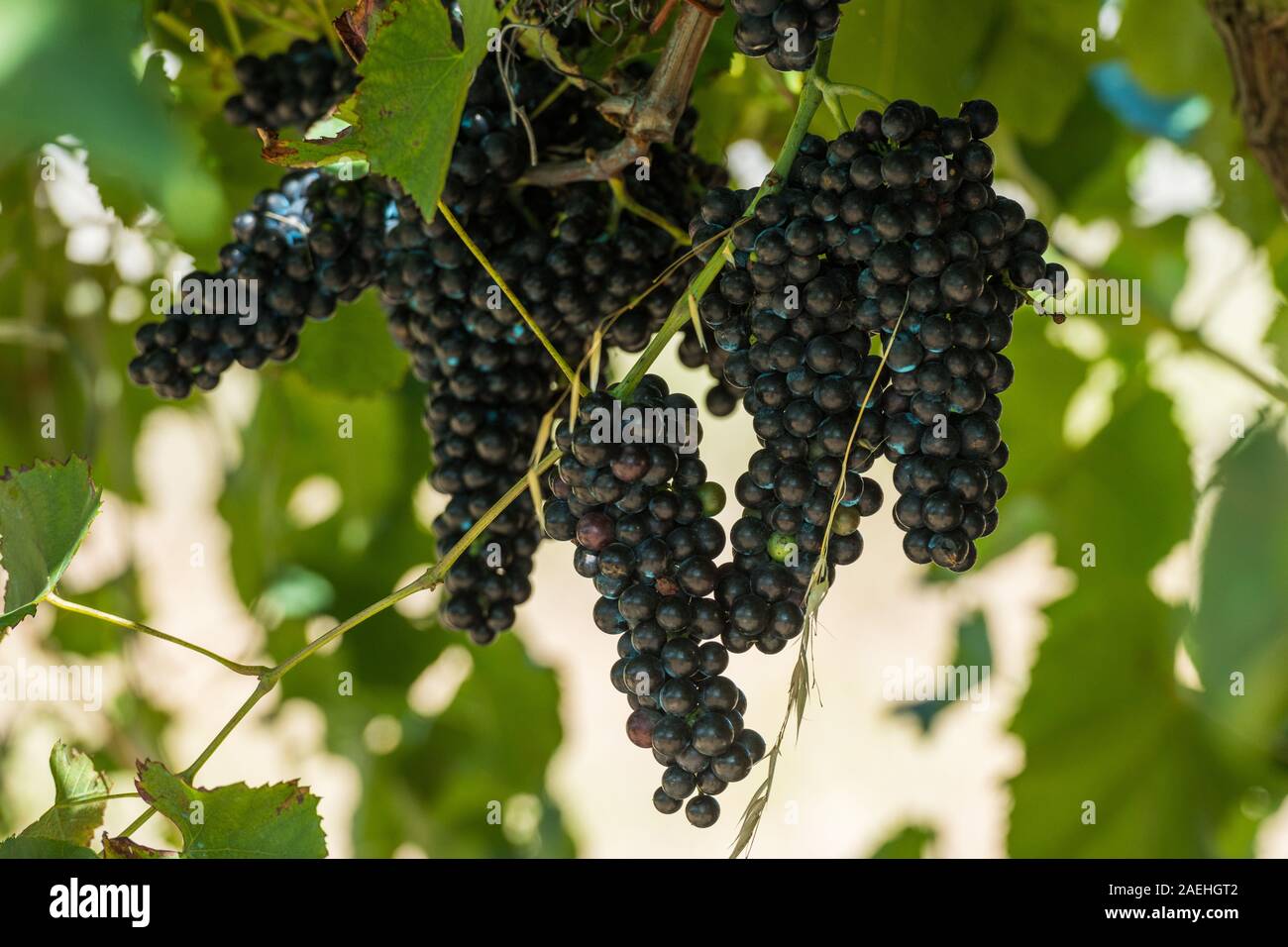Rias Baixas Vineyard Fotos E Imagenes De Stock Alamy