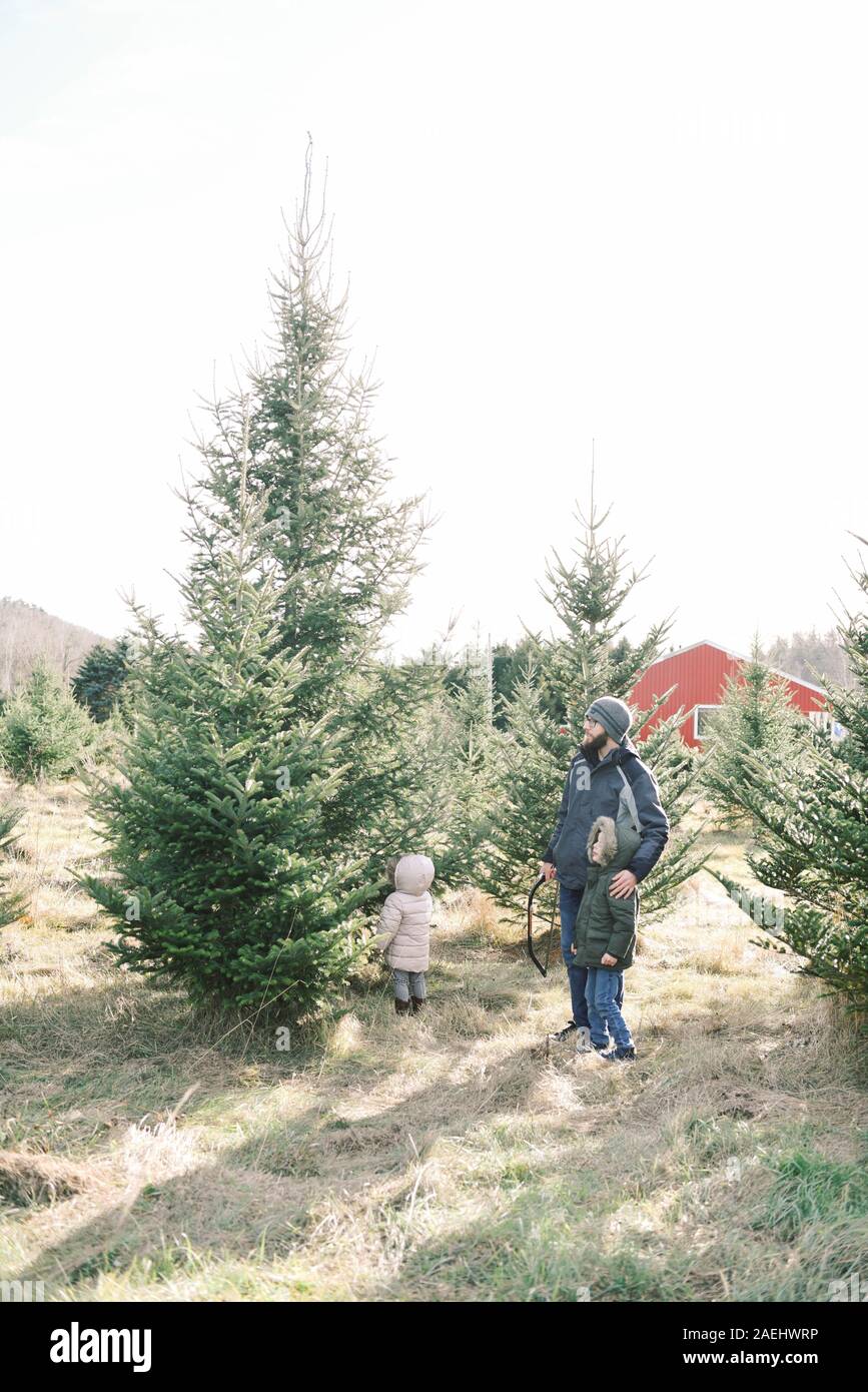 Encontrar el derecho árbol de Navidad Foto de stock