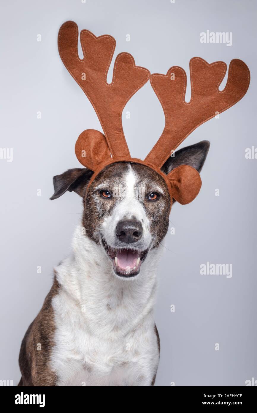 Retrato de perro Podenco con cuernos de reno mirando hacia las cámaras  sobre un fondo blanco. Concepto de Navidad Fotografía de stock - Alamy