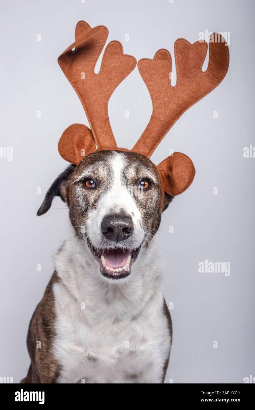 Retrato de perro Podenco con cuernos de reno sobre fondo blanco. Concepto  de Navidad Fotografía de stock - Alamy