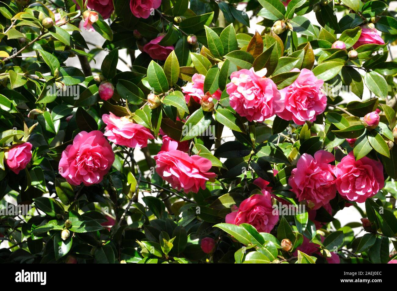 Camelia en un jardín Fotografía de stock - Alamy