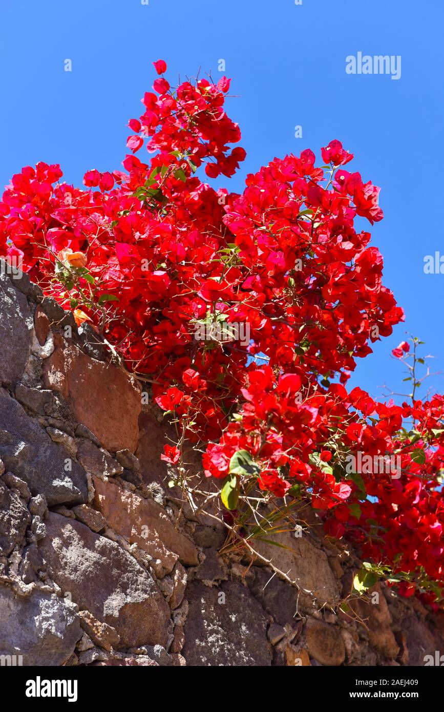 Bougainvillea tree fotografías e imágenes de alta resolución - Alamy