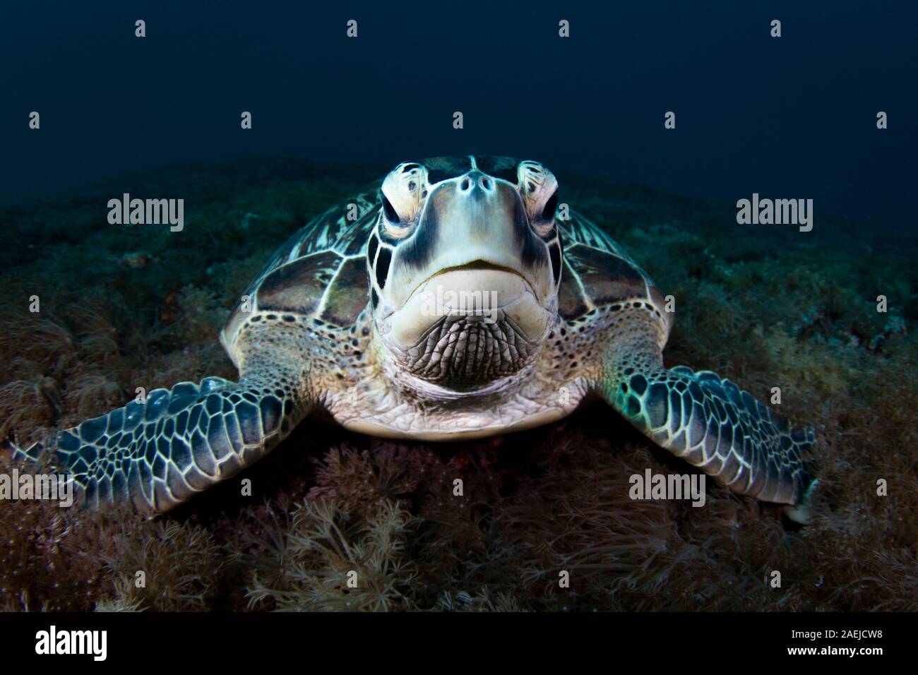 Una tortuga verde hermoso y amenazadas tortugas verdes (Chelonia mydas - tomar refugio en las cálidas aguas del Parque Nacional Marino de Komodo en Indonesia. Foto de stock