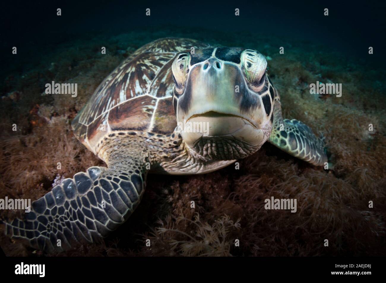 Una tortuga verde hermoso y amenazadas tortugas verdes (Chelonia mydas - tomar refugio en las cálidas aguas del Parque Nacional Marino de Komodo en Indonesia. Foto de stock