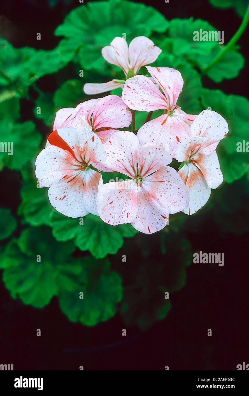 Cáscara de Huevo de color rosa. Zonal Pelargonium del único grupo que ha florecido sola rosa y las flores blancas es una perenne siempreverde y Frost es tierno. Foto de stock