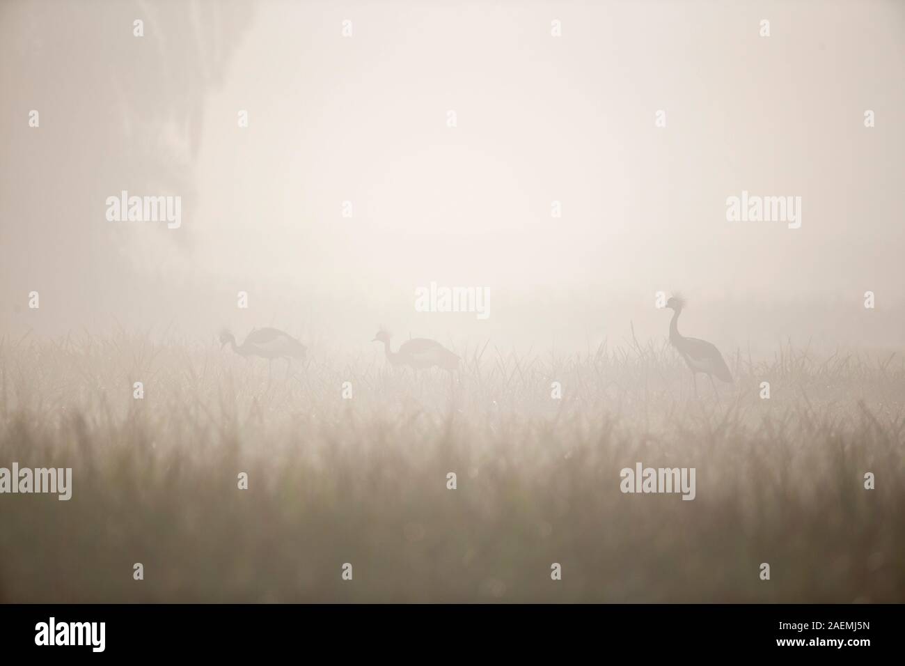 Negro-grullas coronadas en la Niebla Foto de stock