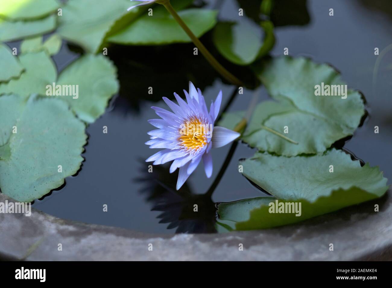 Lirio de agua con pétalos de color azul y un núcleo de color amarillo en la superficie del agua Foto de stock