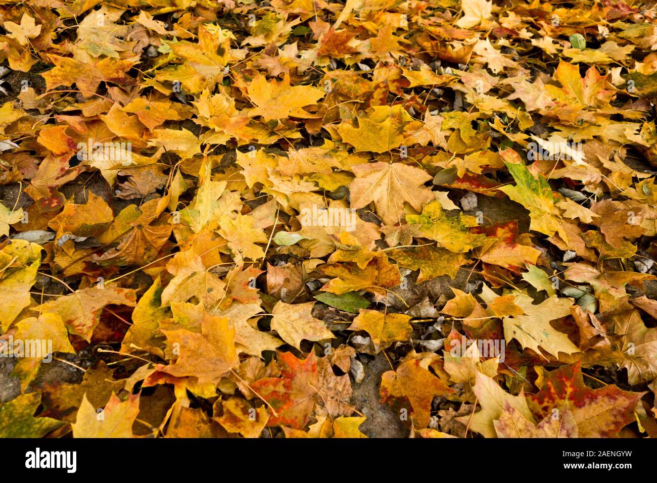 Hojas Otoñales Fotos e Imágenes de stock Alamy Otoño, Deja Caer. Una Alfombra De Hojas Caídas En El Suelo