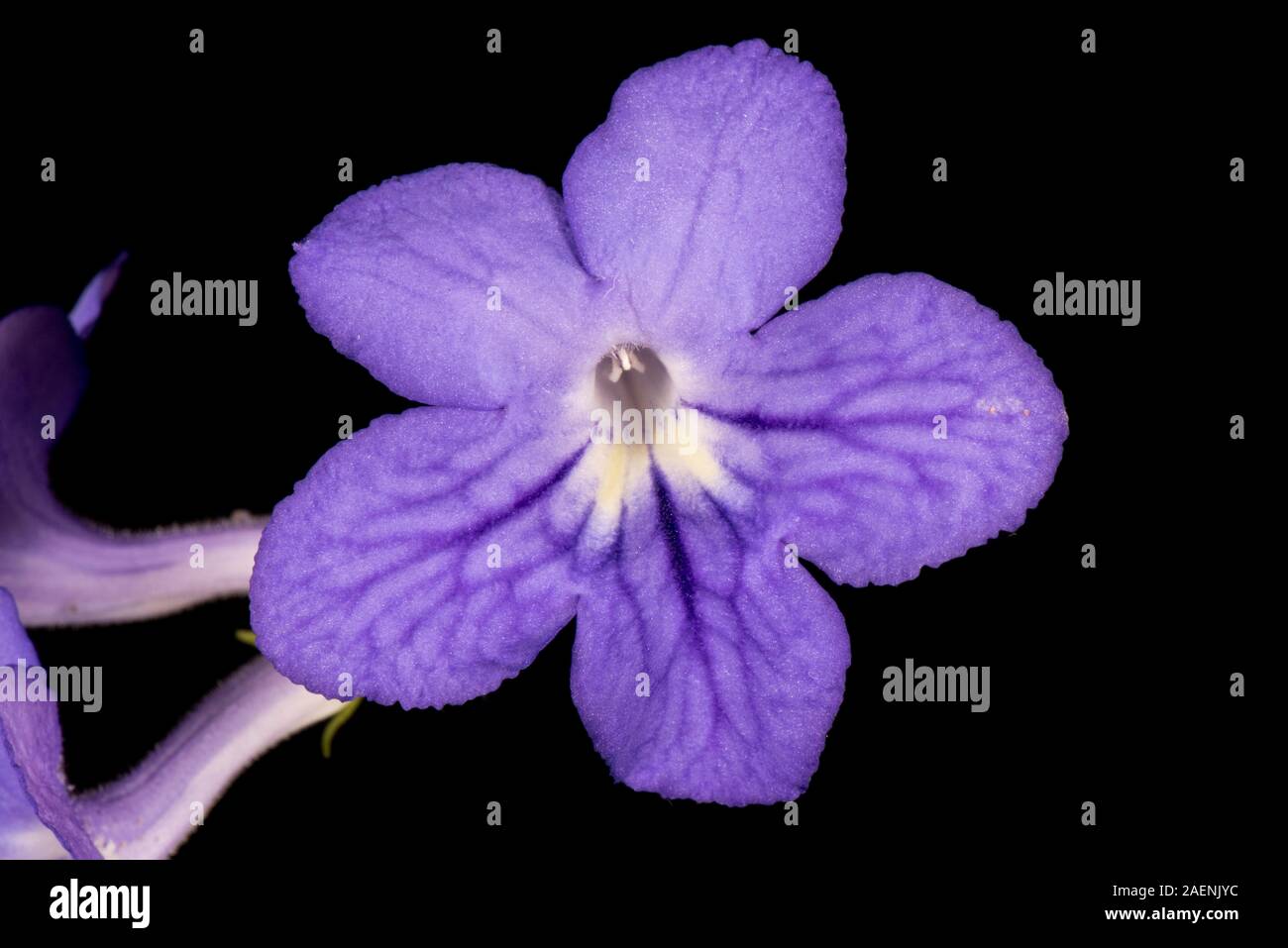 Cape Primrose, Streptocarpus spp., flor púrpura azul oscuro con vetas en una popular planta de casa procedentes de regiones Afrotropical Foto de stock