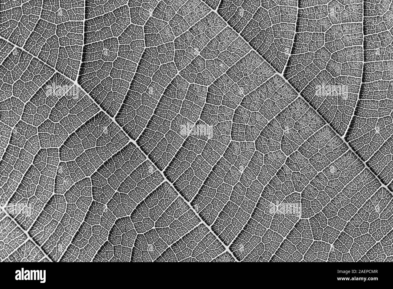 Textura de hoja en blanco y negro de fondo closeup Fotografía de stock