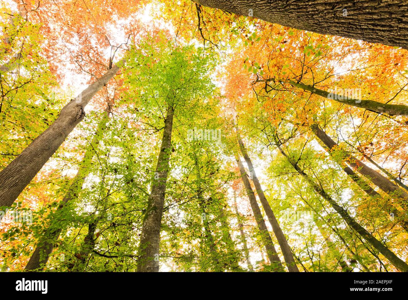 Francia, Allier, bosque de Tronçais, Saint-Bonnet-Troncais, la Reserva biológica Bosque Colbert, en otoño. Foto de stock