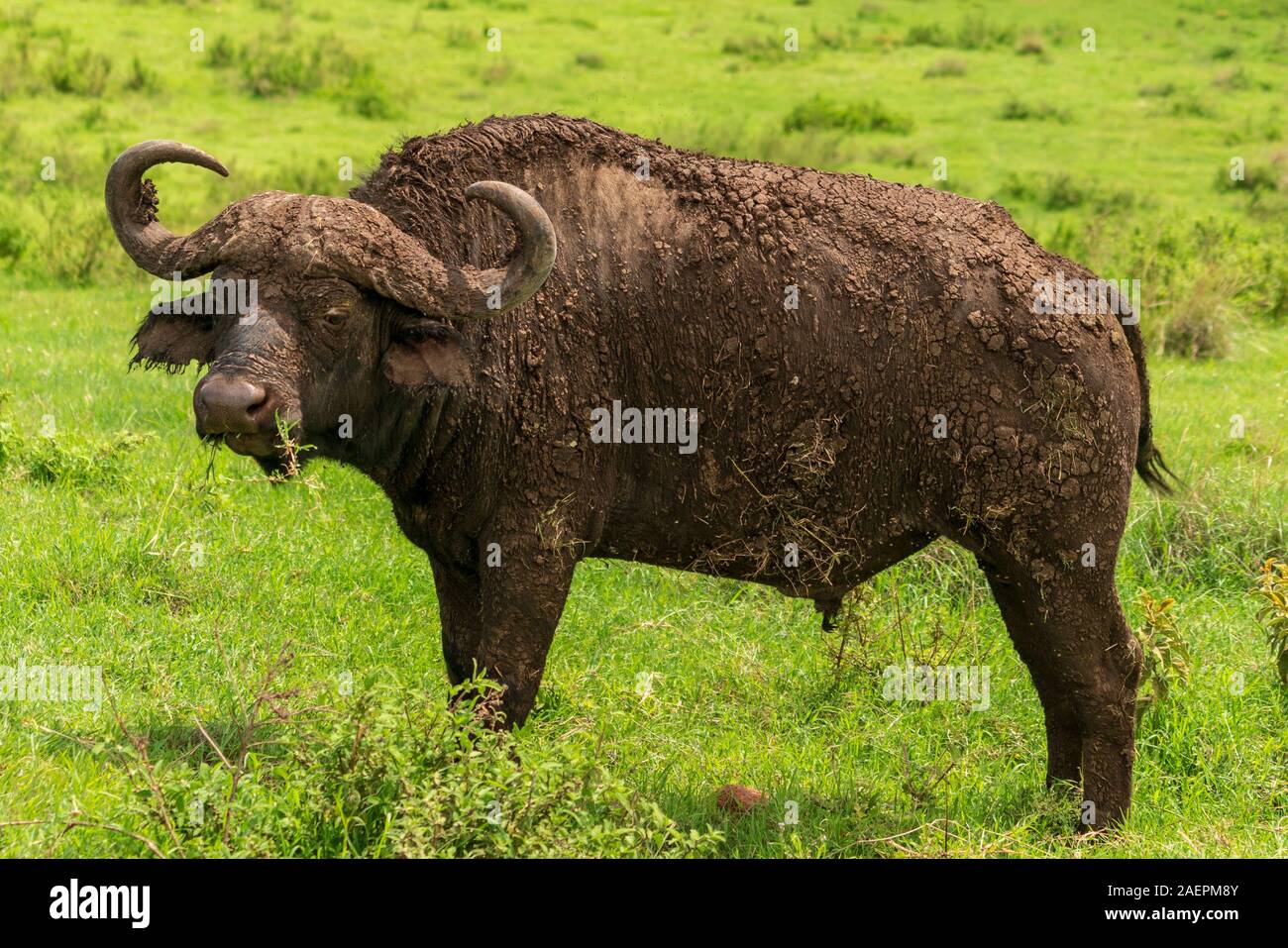 Nombre Cientifico Del Bufalo Cierre De Un Bufalo De Cabo